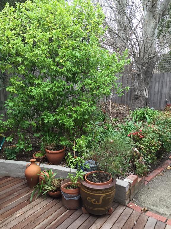 Garden Cottage St Kilda Melbourne Esterno foto
